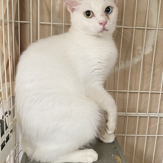 オッドアイのムロくんにずっとのおうちを