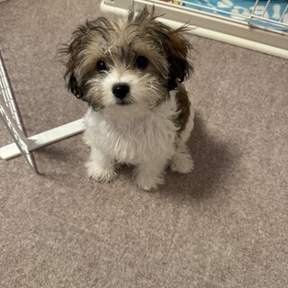 【キャバション】わんちゃん里親募集！