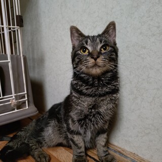 クールビューティー♡アメショMIX  “みしん”