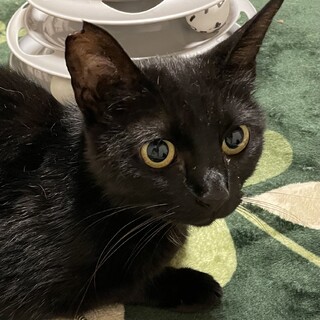 大人しい黒猫アイちゃん