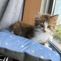 先住猫希望！ふわふわ赤茶キジ白仔猫