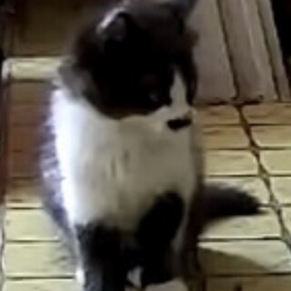 生後2ヶ月の子猫3匹