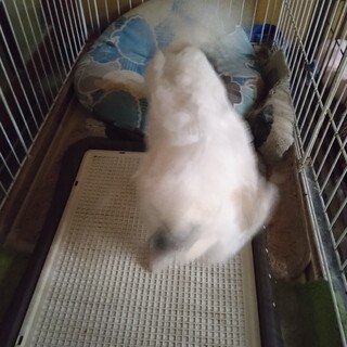 　　　　※※ずっとのおうち決定※※