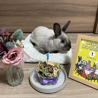 ぷこす