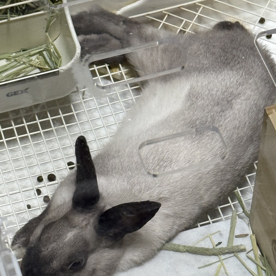 ぷこすのカバー写真