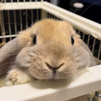きなこ