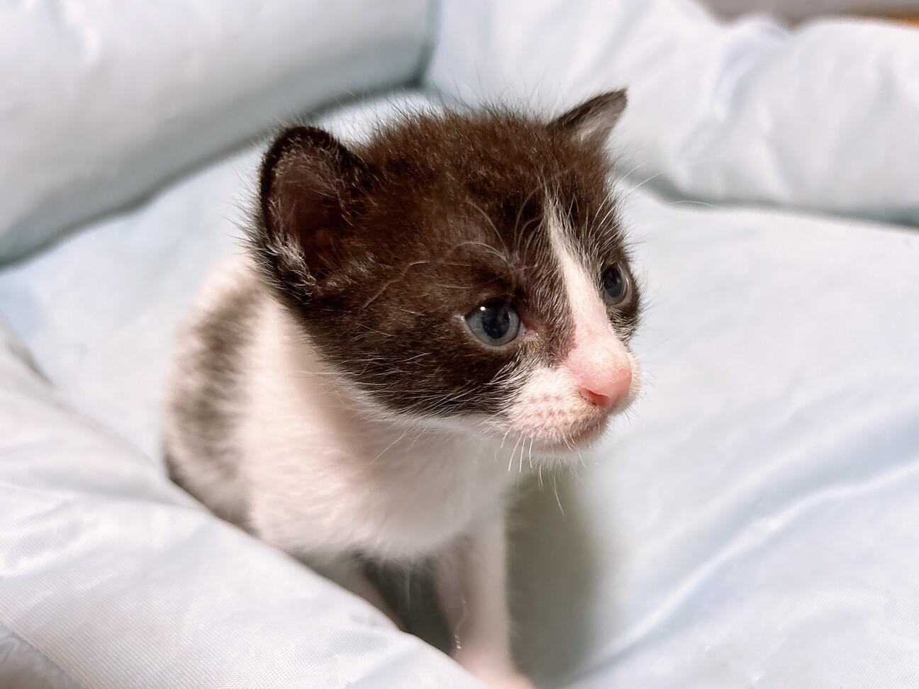 ねむねこ　33匹　ねむネコ　里親 Amazon.co.jp: ねむネコ ねむねこ 4L とってもBIGぬいぐるみ