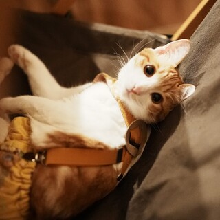 足が不自由でも元気いっぱい！福くん