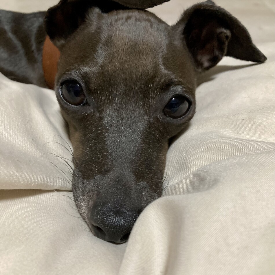 ピノのカバー写真