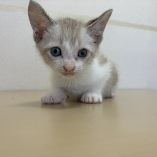 トライアル決定！優しいお顔の男の子⭐︎ ユウ君