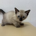 トライアル決定！すでに美人さん♡ リンちゃん