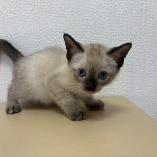 トライアル決定！すでに美人さん♡ リンちゃん