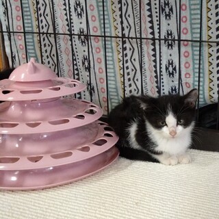 募集終了2カ月女の子ミルクちゃん