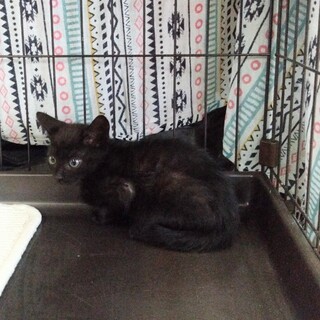 募集終了2カ月男の子バターくん