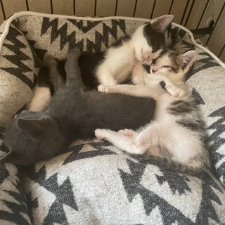 急募　飼育崩壊