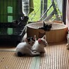 の写真