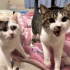 こげもち