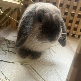 うさぎ ホーランドロップ 