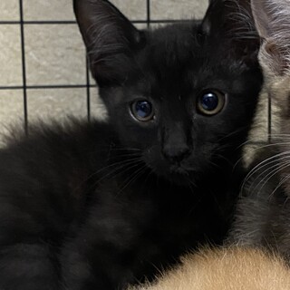 4/19生まれ★7兄弟黒猫男の子