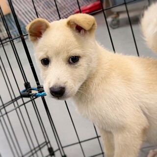 かわいい子犬　ぷっちちゃん　2ヶ月