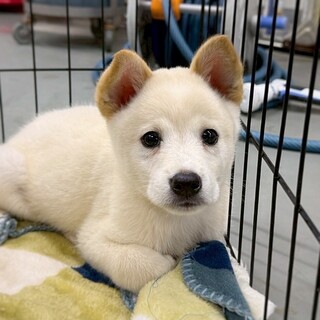 かわいい子犬　くりっちくん　2ヶ月