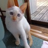 ★しろねこ　ユキちゃん サムネイル5