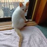 ★しろねこ　ユキちゃん サムネイル6