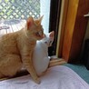 ★しろねこ　ユキちゃん サムネイル4