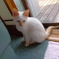 ★しろねこ　ユキちゃん
