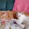 ★しろねこ　ユキちゃん サムネイル2