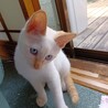 ★しろねこ　ユキちゃん サムネイル3