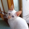 ★しろねこ　ユキちゃん サムネイル7