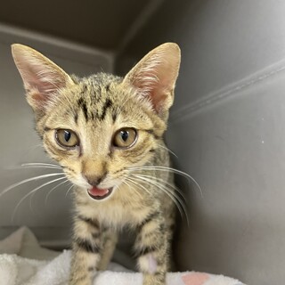 タフボーイかぼすくん！