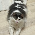 新規申込停止中/甘えん坊ﾉﾙｳｪｰｼﾞｬﾝ　6歳