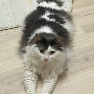 甘えん坊のノルウェージャン　メス6歳