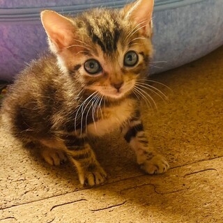  7/13譲渡会参加　キジの女の子　くり