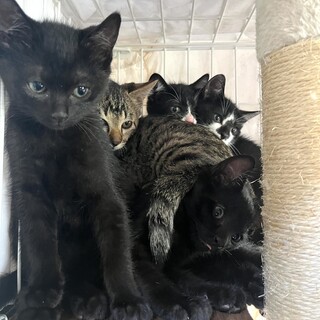 譲渡会参加⭐︎黒ハチワレキジ猫5兄妹３ヶ月