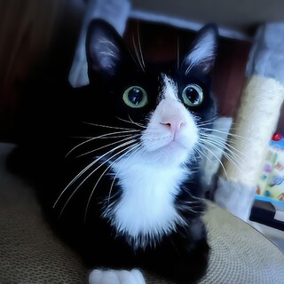 ねこじゃらしだいすき♡人を笑顔にしてくれる♡こはち