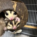 モモンガ♂2匹