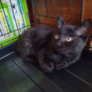 F32　（仮）ファーファくん