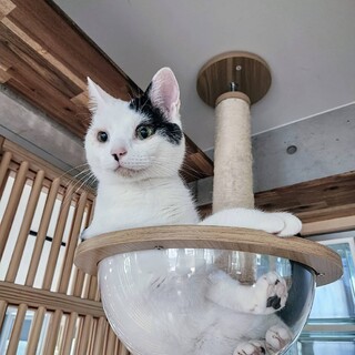 2/22譲渡会参加　白黒の男の子　にゃおのすけ