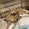里親を募集しています サムネイル2