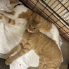 里親を募集しています サムネイル3