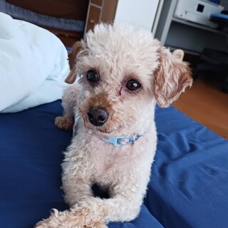 甘えん坊で抱っこもナデナデも大好きなアルフォート君