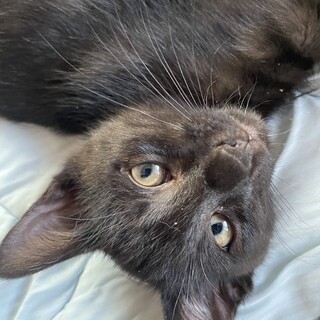 ブロックシリーズ:しぐれくん