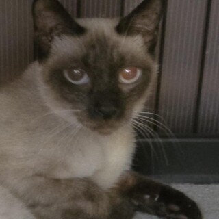 シャムらしい顔とスタイルの、イケメンのすず君！