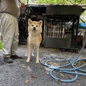 5歳の秋田犬の女の子です。