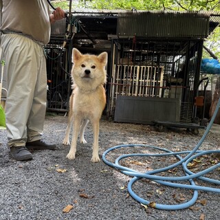 5歳の秋田犬の女の子です。