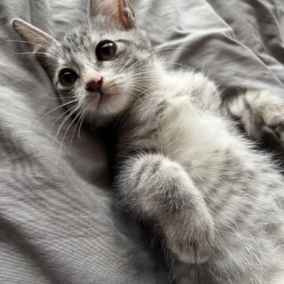 可愛い丸顔の甘えん坊❤︎サバトラのそら君2ヶ月半