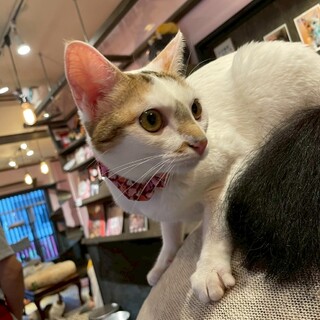 譲渡型猫カフェで頑張りすぎて？猫嫌いになったモリン